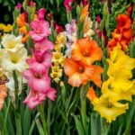 A garden bed filled with colorful Gladiolus (Gladiolus Hybrid) flower spikes in vibrant shades of orange, pink, and yellow under the sun.