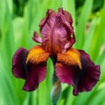 A detailed close-up of a single, dramatic Iris 'Night Flame' flower, showcasing its velvety, near-black petals and fiery orange beard.