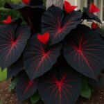 A detailed close-up of a vibrant Red-black Caladium leaf, variety 'Red Flash', showing its deep red center and dark green-black edges.