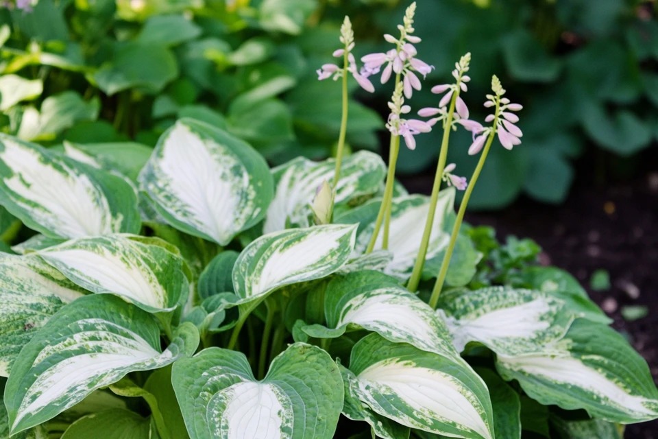 A variegated Hosta plant with green and white leaves displaying its delicate spikes of pale purple flowers in a dappled shade garden setting.