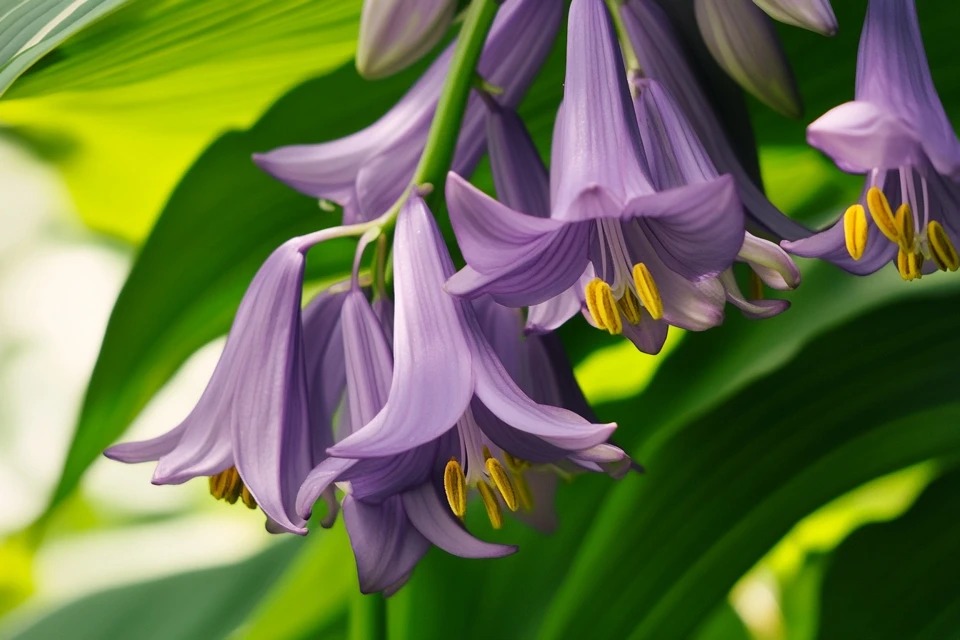A detailed macro photo of a cluster of bell-shaped, deep purple Hosta plant flowers blooming on a single stalk in a garden.