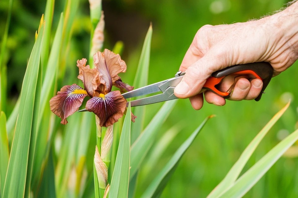 A gardener's hand using pruning shears to deadhead a spent Iris 'Night Flame' flower stalk at the base of the plant to promote healthy growth.
Title: How to Deadhead Your Iris Plant