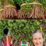 Mão segura beldroega recém-colhida do jardim, mostrando as folhas suculentas e os benefícios da beldroega.